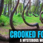 Crooked Forest