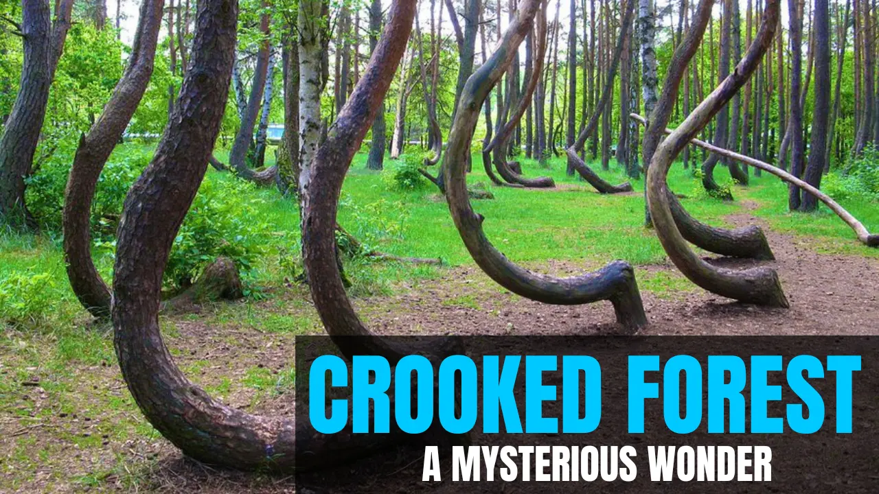 Crooked Forest: A Mysterious Wonder